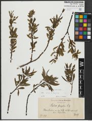 Foto von Salix alba L. x Salix fragilis L.